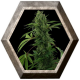 Pineapple Express  Auto 1 semilla Barney's Farm Seeds