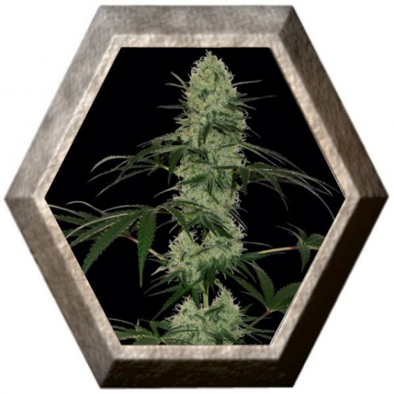 Tangerine Dream Auto 1 semilla Barney's Farm Seeds BARNEY´S FARM SEEDS  BARNEY´S FARM