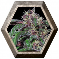 Ayahuasca Purple 1 semilla Barney´s Farm Seeds BARNEY´S FARM SEEDS  BARNEY´S FARM