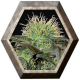 Bad Azz Kush 1 semilla Barney´s Farm Seeds BARNEY´S FARM SEEDS  BARNEY´S FARM