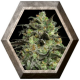 Peyote Cookies 1 semilla Barney´s Farm Seeds