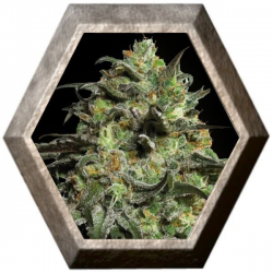 Peyote Cookies 1 semilla Barney´s Farm Seeds BARNEY´S FARM SEEDS  BARNEY´S FARM