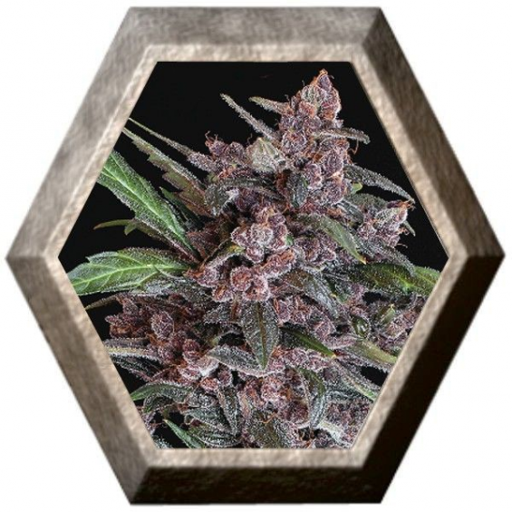 Black Lemon Auto 3 semillas Exotic Seeds EXOTIC SEEDS EXOTIC SEEDS