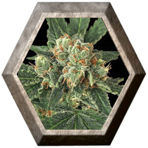 Blue Monkey 3 semillas Exotic Seeds EXOTIC SEEDS EXOTIC SEEDS