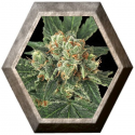 Blue Monkey 3 semillas Exotic Seeds