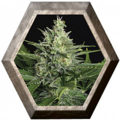 Green Gummy Auto 3 semillas Exotic Seeds EXOTIC SEEDS EXOTIC SEEDS