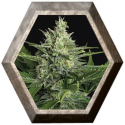 Green Gummy Auto 3 semillas Exotic Seeds