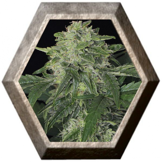 Jungle Fever Auto 3 semillas Exotic Seeds EXOTIC SEEDS EXOTIC SEEDS