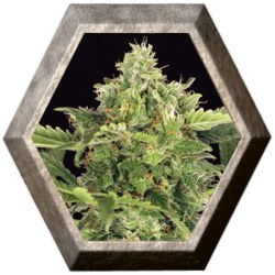 Mango Cream Auto 3 semillas Exotic Seeds EXOTIC SEEDS EXOTIC SEEDS