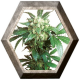 Black Domina 3 semillas Sensi Seeds SENSI SEEDS SENSI SEEDS