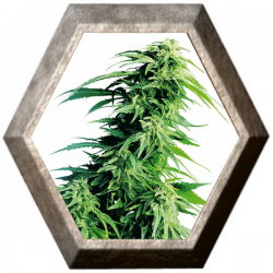 Hindu Kush 3 semillas Sensi Seeds SENSI SEEDS SENSI SEEDS