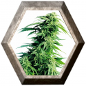 Hindu Kush 3 semillas Sensi Seeds