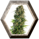 Hindu Kush Auto 3 semillas Sensi Seeds SENSI SEEDS SENSI SEEDS