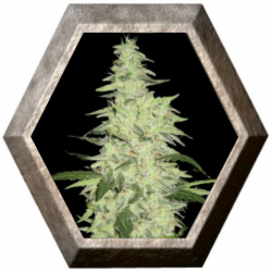 Next of Kin 1 Semilla SuperStrains SUPERSTRAINS SUPERSTRAINS