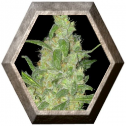 Turing Auto 1 Semilla SuperStrains SUPERSTRAINS SUPERSTRAINS