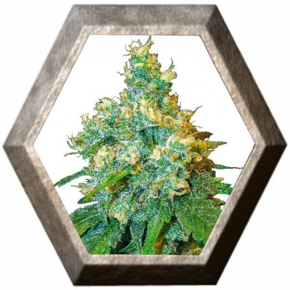 Jack Herer semillas Sensi Seeds SENSI SEEDS SENSI SEEDS