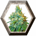 Jack Herer semillas Sensi Seeds