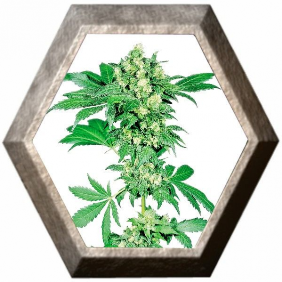 Afghani 1 3 semillas Sensi Seeds SENSI SEEDS SENSI SEEDS