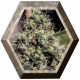 Lemon Trip 5 semillas Positronics Seeds POSITRONIC SEEDS POSITRONICS SEEDS