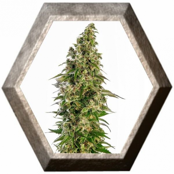 Afghani 1 Auto 3 semillas Sensi Seeds SENSI SEEDS SENSI SEEDS