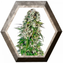 Big Bud Auto 3 semillas Sensi Seeds SENSI SEEDS SENSI SEEDS