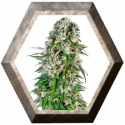 Big Bud Auto 3 semillas Sensi Seeds