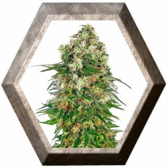 Shiva Skunk Auto 3 semillas Sensi Seeds SENSI SEEDS SENSI SEEDS