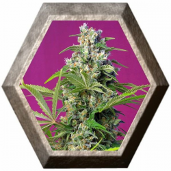 Gorilla Girl 3 semillas Sweet Seeds SWEET SEEDS  SWEET SEEDS