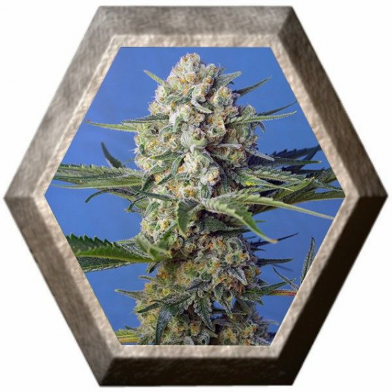Crystal Candy F1 Fast Version 3 semillas Sweet Seeds SWEET SEEDS  SWEET SEEDS