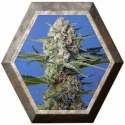 Crystal Candy F1 Fast Version 3 semillas Sweet Seeds
