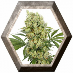 Medikit CBD 1 semilla Buddha Seeds BUDDHA SEEDS BUDDHA SEEDS