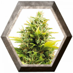 Medikit Auto CBD 1 semilla Buddha Seeds BUDDHA SEEDS BUDDHA SEEDS