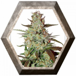 Blue Auto Mazar 3 semillas Dutch Passion Seeds DUTCH PASSION SEEDS DUTCH PASSION SEEDS