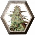 Blue Auto Mazar 3 semillas Dutch Passion Seeds