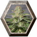 OG Kush CBD 3 semillas Medical Seeds