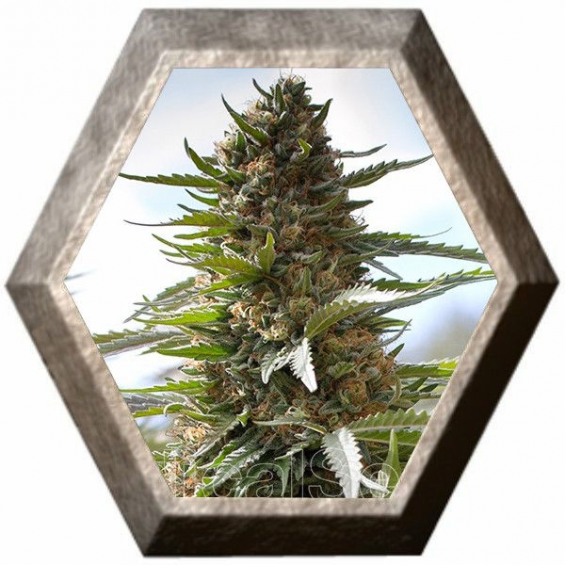 Over Dawg 3 semillas Medical Seeds MEDICAL SEEDS MEDICAL SEEDS