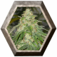 Some Sweet 3 semillas Medical Seeds MEDICAL SEEDS MEDICAL SEEDS