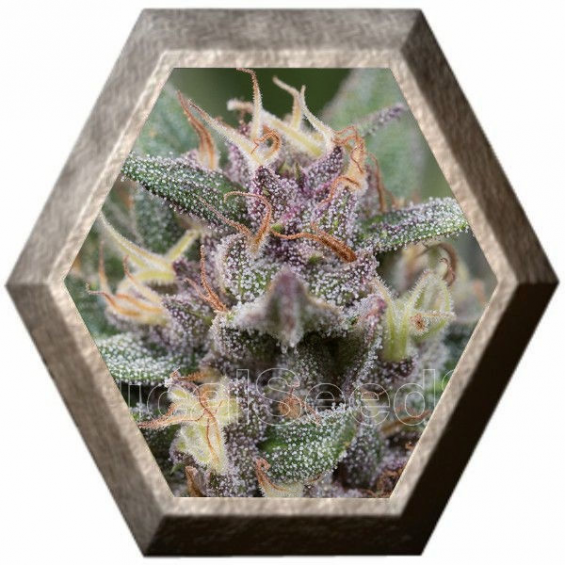 Blue Hell Auto 3 semillas Medical Seeds MEDICAL SEEDS MEDICAL SEEDS
