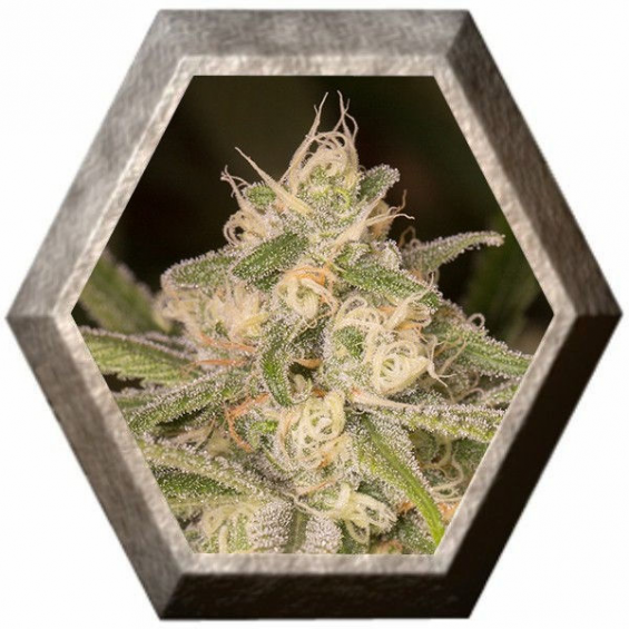 No Name Auto 3 semillas Medical Seeds MEDICAL SEEDS MEDICAL SEEDS