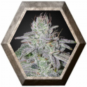 Franco's Lemon Cheese 3 semillas Green House Seeds