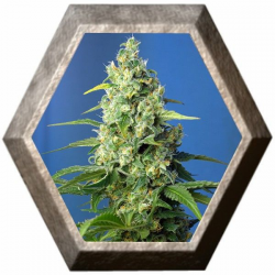 Honey Peach Auto CBD 3 semillas Sweet Seeds SWEET SEEDS  SWEET SEEDS