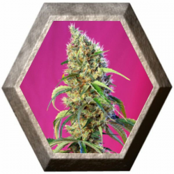 Black Jack CBD 3 semillas Sweet seeds SWEET SEEDS  SWEET SEEDS