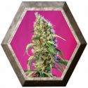 Black Jack CBD 3 semillas Sweet seeds