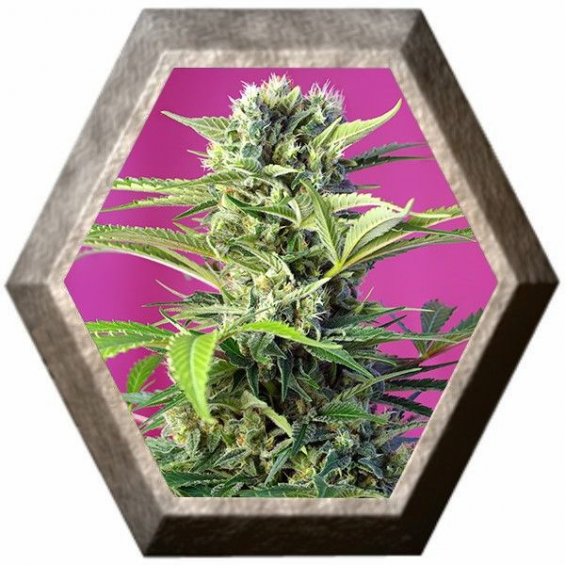 Chem Beyond Diesel CBD 3 semillas Sweet seeds SWEET SEEDS  SWEET SEEDS