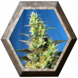 Ice Cool CBD 3 semillas Sweet Seeds SWEET SEEDS  SWEET SEEDS