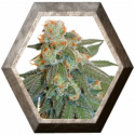 Auto Orange Bud 3 semillas Dutch Passion Seeds