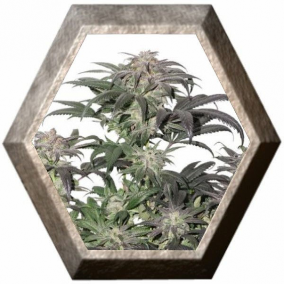 Bubba Island Kush 3 semillas Dutch Passion Seeds DUTCH PASSION SEEDS DUTCH PASSION SEEDS