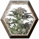 Bubba Island Kush 3 semillas Dutch Passion Seeds