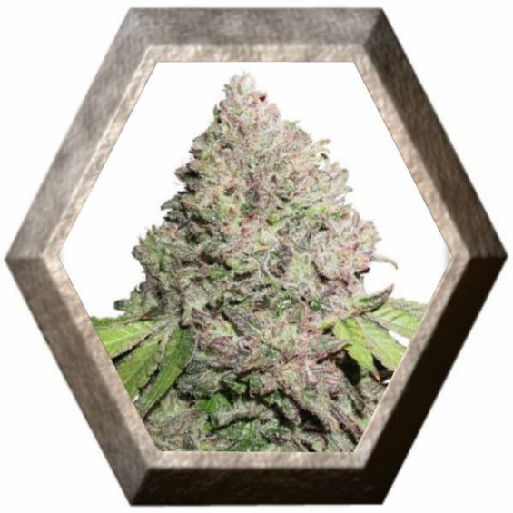 CBD Charlotte’s Angel 3 semillas Dutch Passion Seeds DUTCH PASSION SEEDS DUTCH PASSION SEEDS