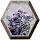 Kush Express 5 semillas Positronics Seeds POSITRONIC SEEDS POSITRONICS SEEDS